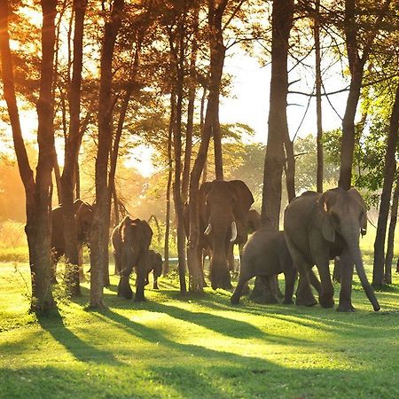 Three Cities Thorntree River Lodge Livingstone Ngoại thất bức ảnh